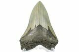 Fossil Megalodon Tooth - North Carolina #165432-2